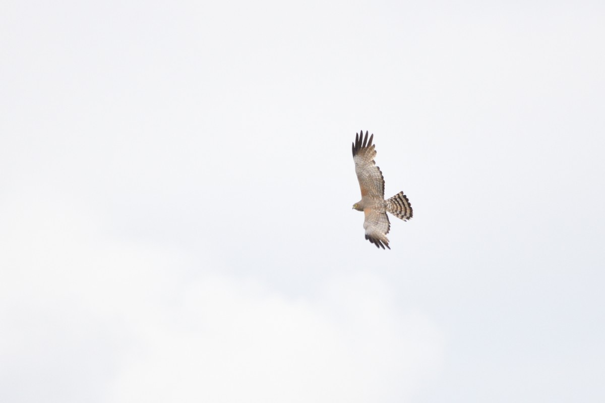 Spotted Harrier - ML609719756