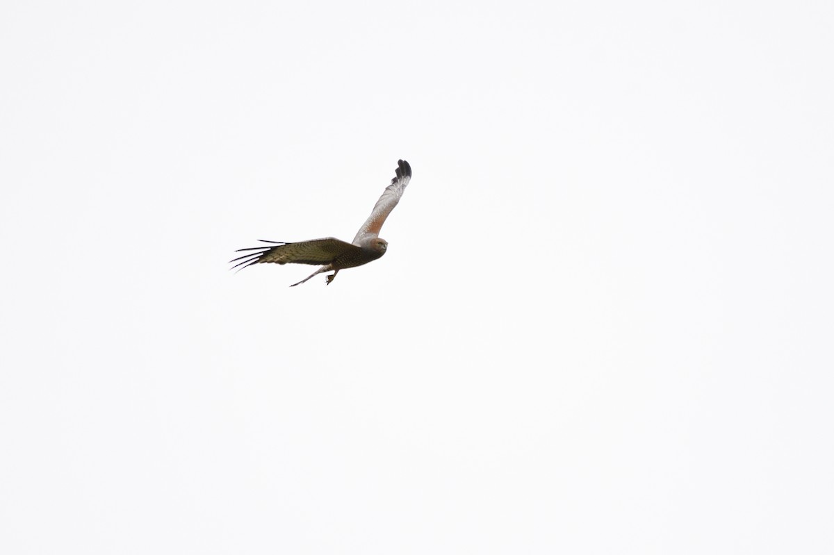 Spotted Harrier - ML609719765