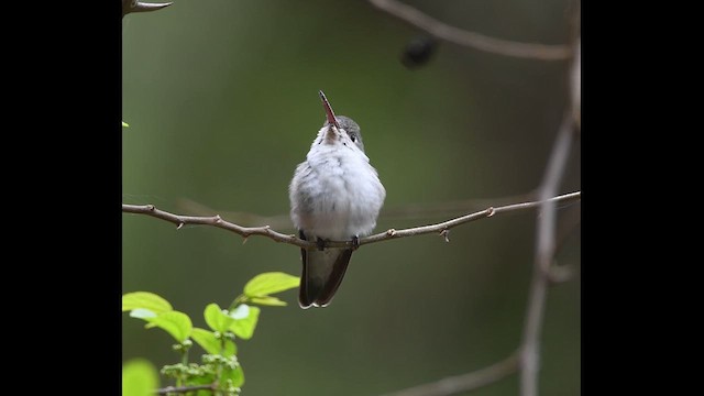White-bellied Hummingbird - ML609719795