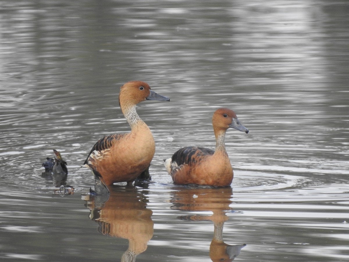 Fulvous Whistling-Duck - ML609719852