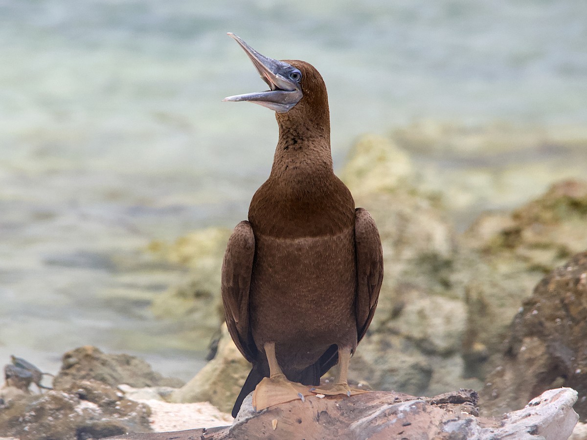 Brown Booby - ML609719997