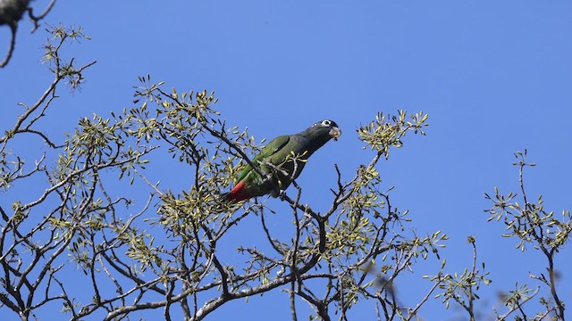 Папуга-червоногуз зеленощокий - ML609720227