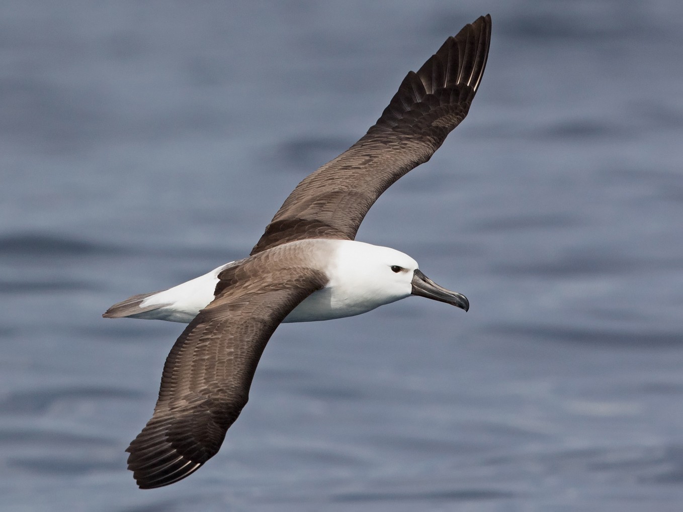 Indian Yellow-nosed Albatross - Niall D Perrins