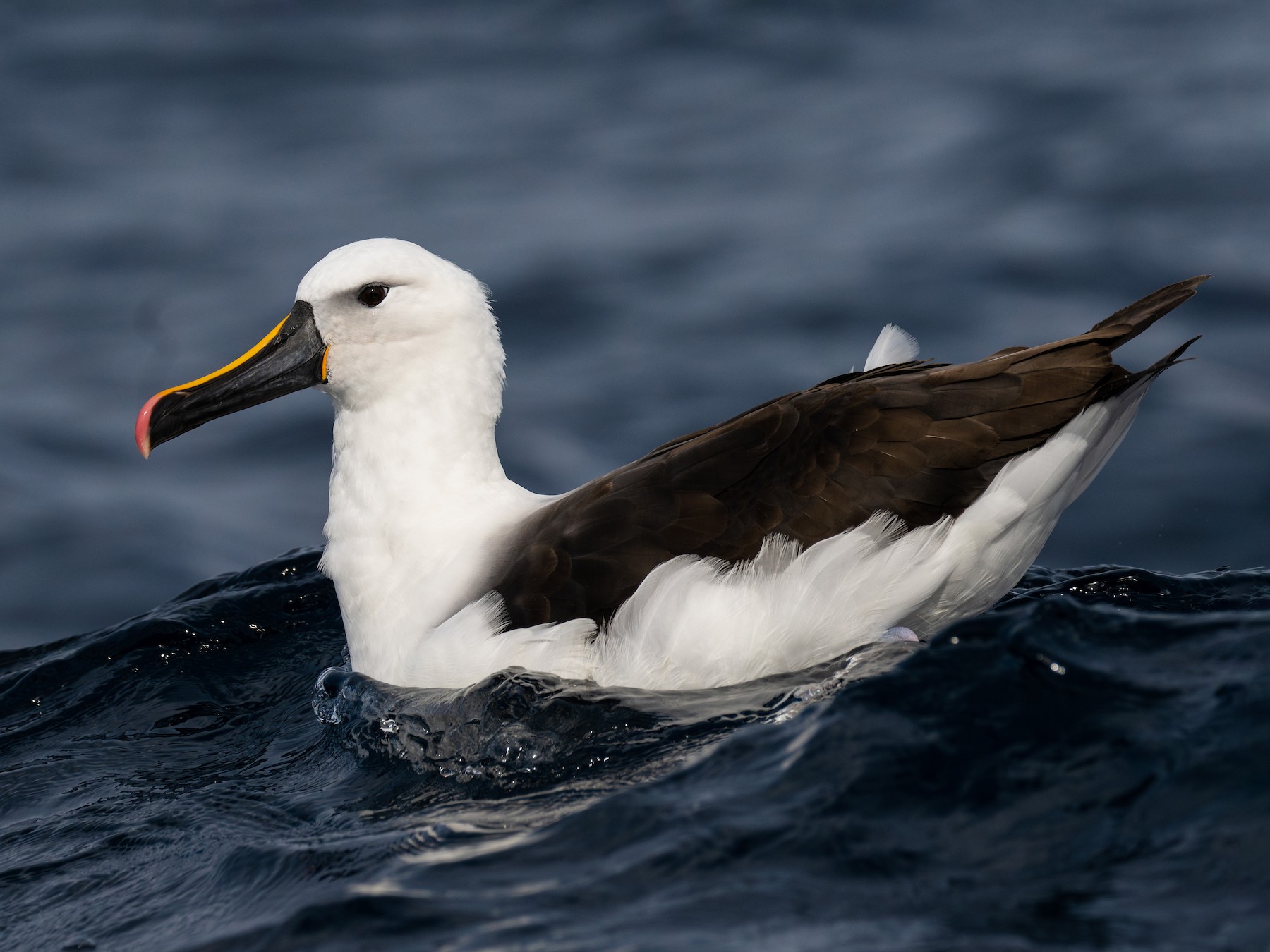 Indian Yellow-nosed Albatross - David Southall