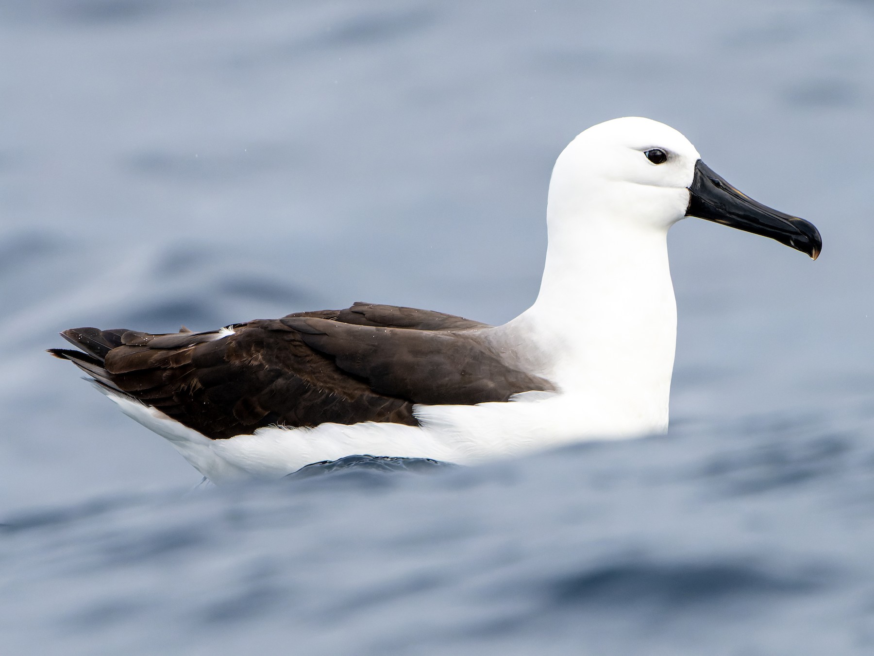 Indian Yellow-nosed Albatross - James Churches
