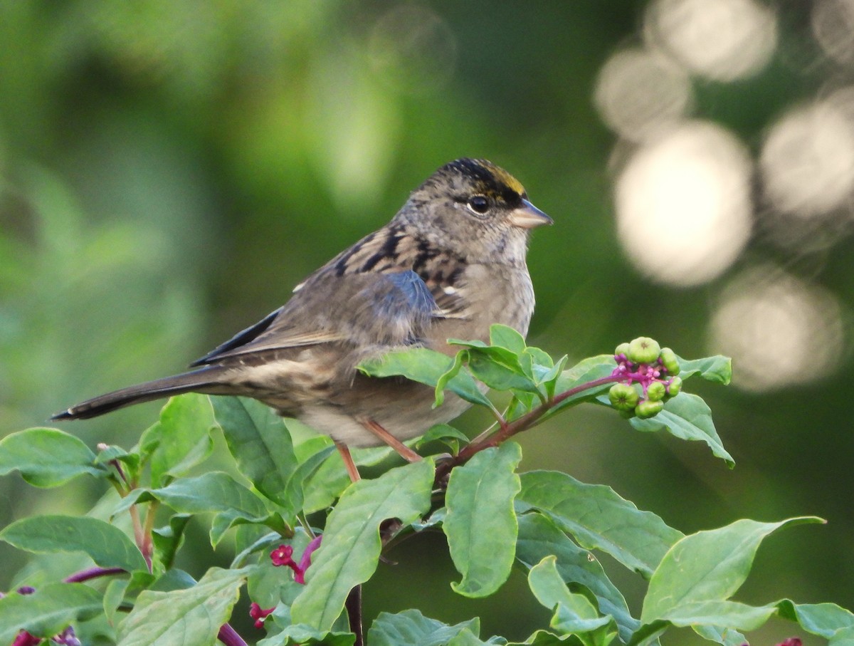 Golden-crowned Sparrow - ML609721195