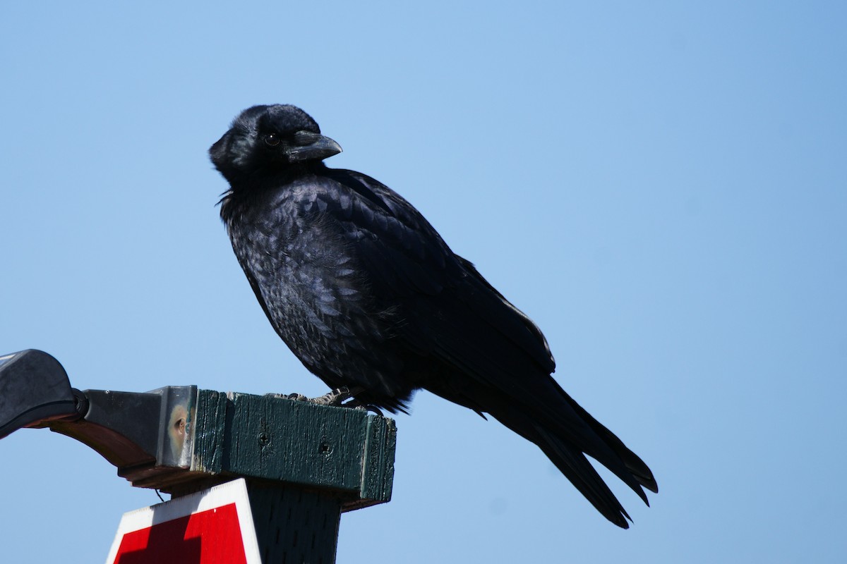 American Crow - ML609721521