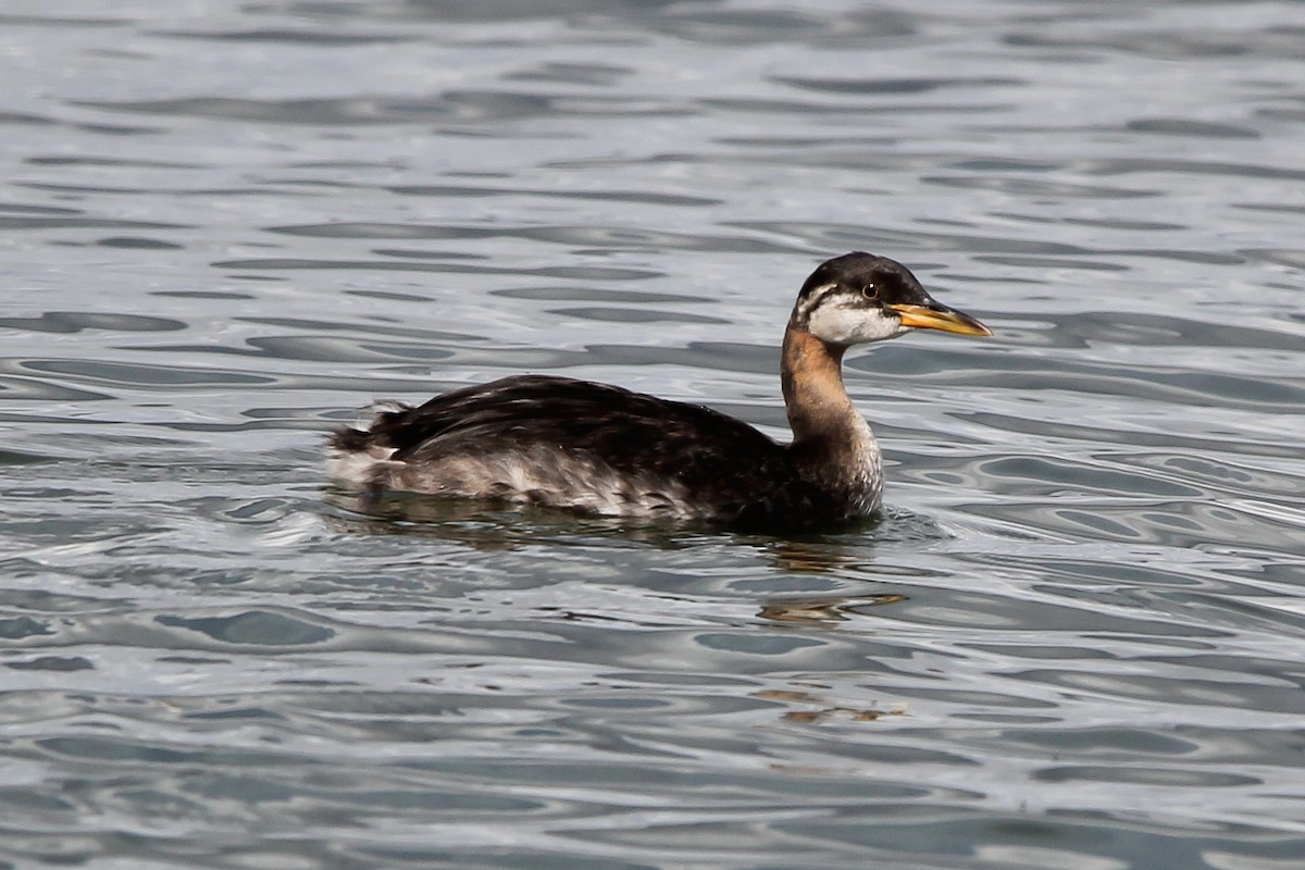 Red-necked Grebe - Jared Howard