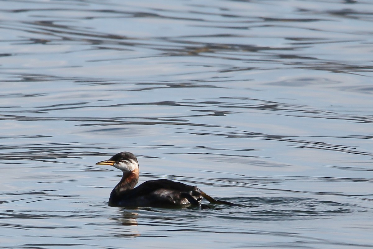 Red-necked Grebe - ML609721731