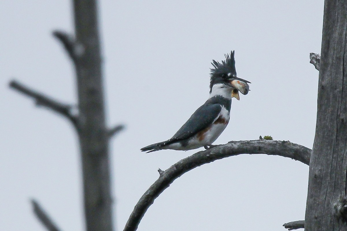 Belted Kingfisher - ML609721894