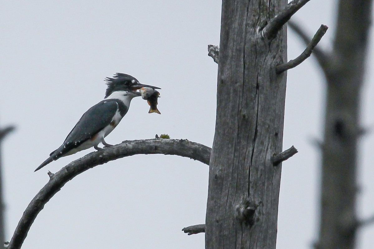 Belted Kingfisher - ML609721937