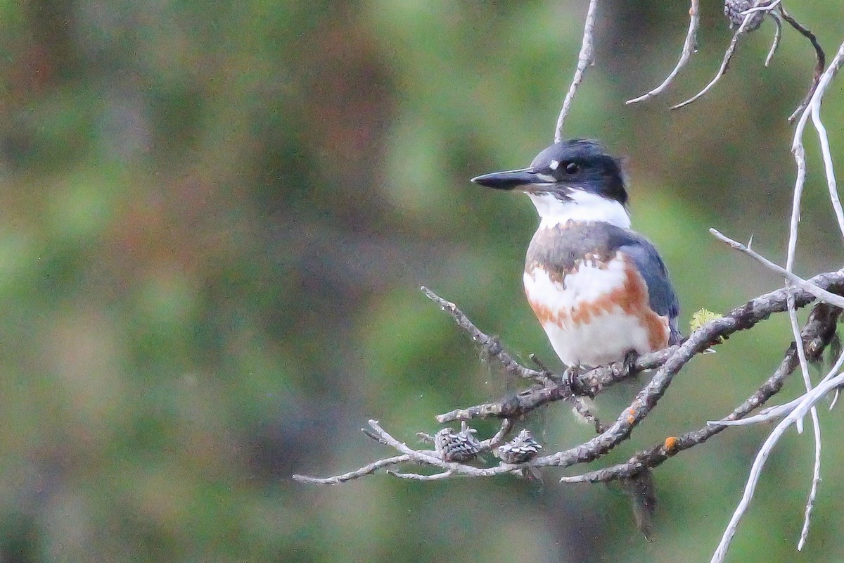 Belted Kingfisher - ML609721943