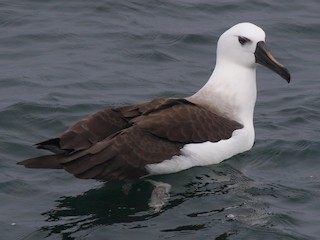 アホウドリ Atlantic Yellow-nosed Albatross - eBird