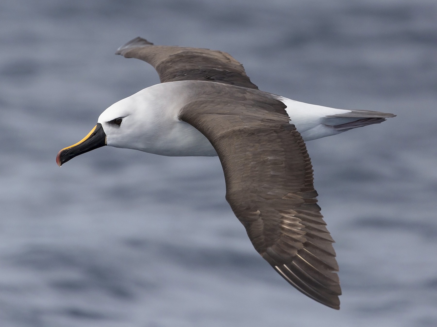 Atlantic Yellow-nosed Albatross - Daniel Mantle