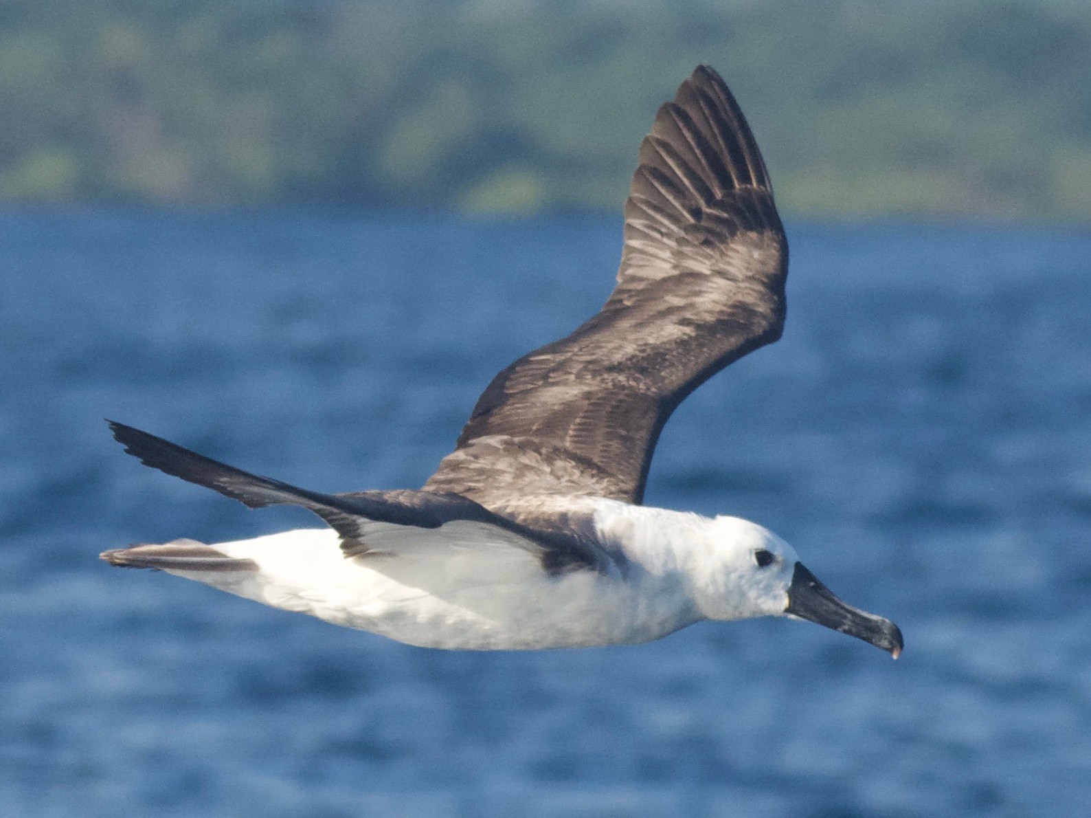 Atlantic Yellow-nosed Albatross - Jan Cubilla
