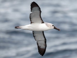  - Atlantic Yellow-nosed Albatross