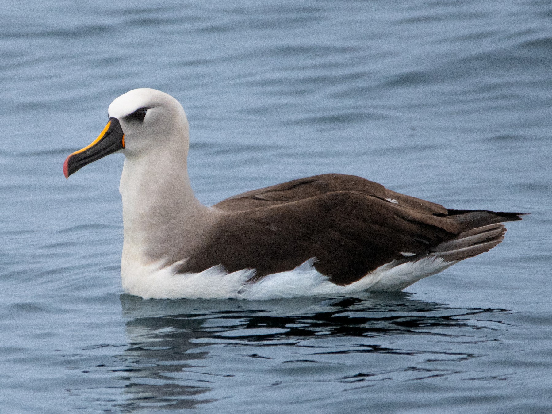Atlantic Yellow-nosed Albatross - Mael Glon