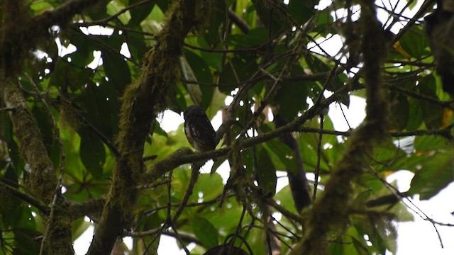 Ekvador Serçe Baykuşu - ML609722171