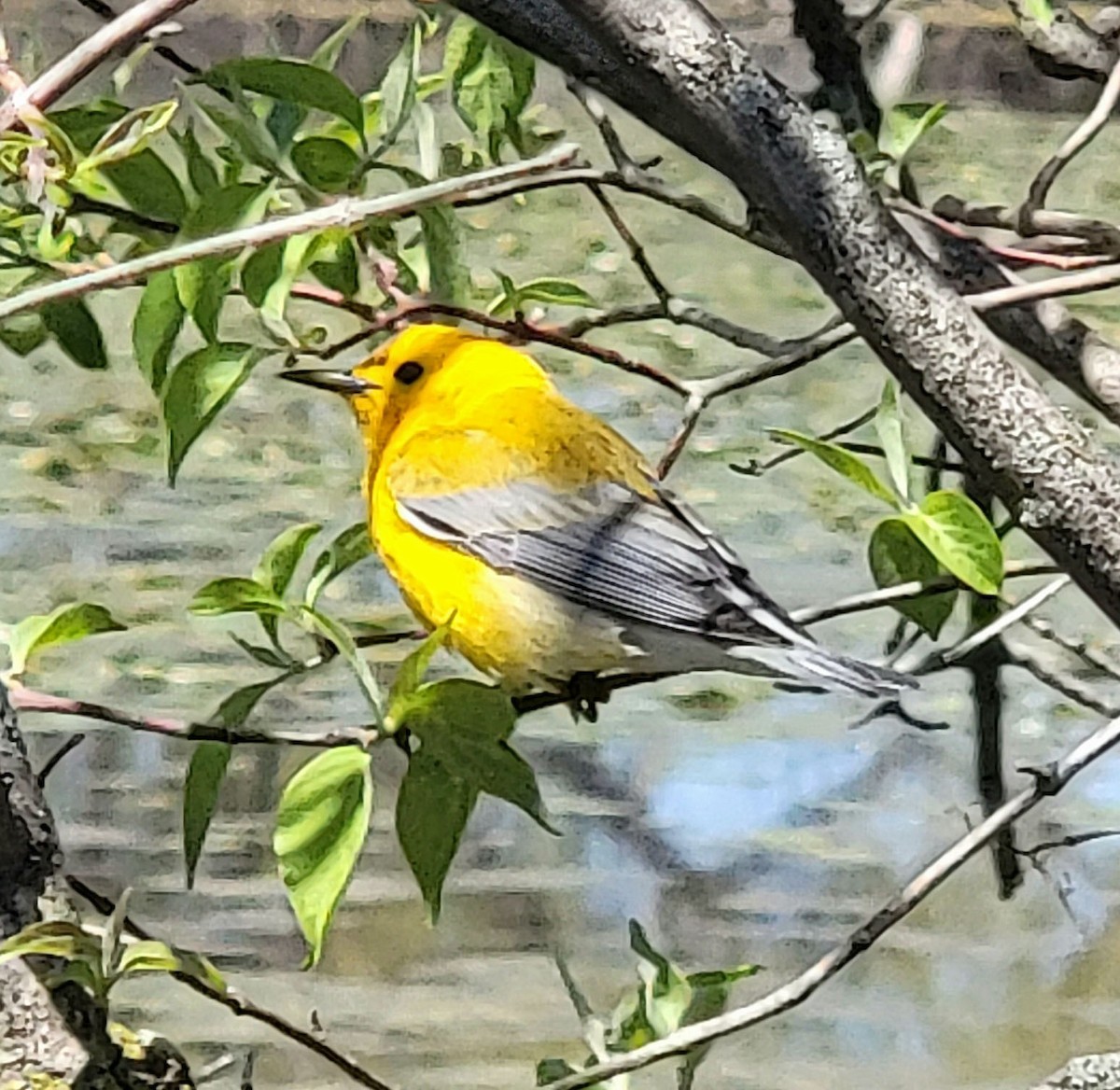 Prothonotary Warbler - Annabelle  Foos