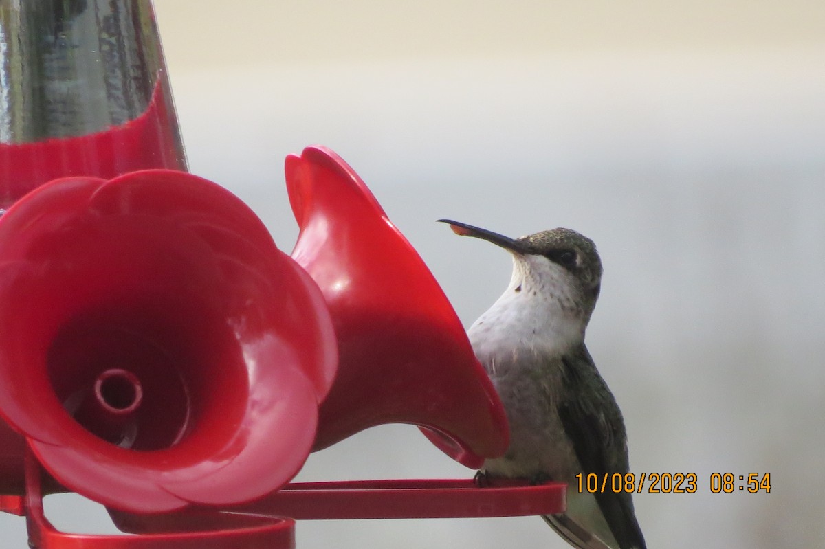 Ruby-throated Hummingbird - Susan Strassner