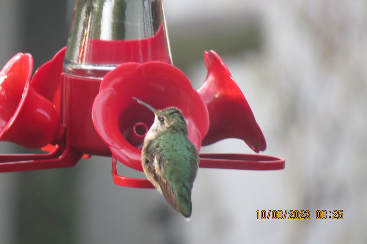 Ruby-throated Hummingbird - ML609724212