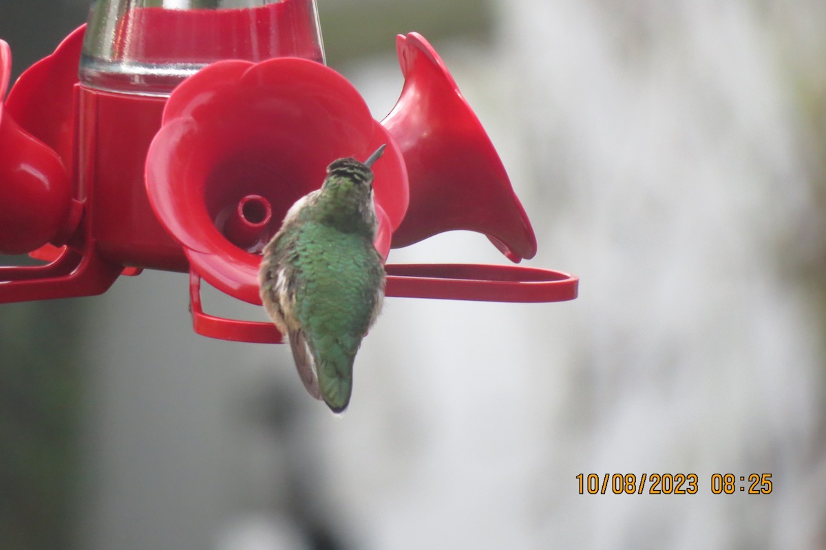 Ruby-throated Hummingbird - ML609724213