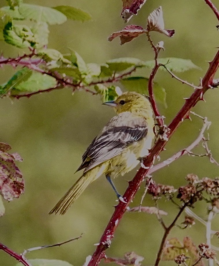 eBird Checklist 8 Oct 2023 Neah Baytown and bay only 39 species