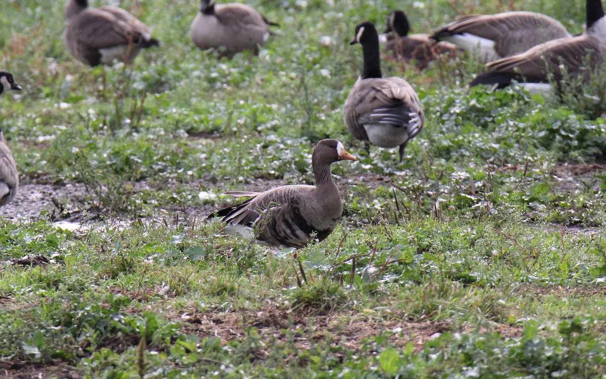 Greater White-fronted Goose - ML609724331