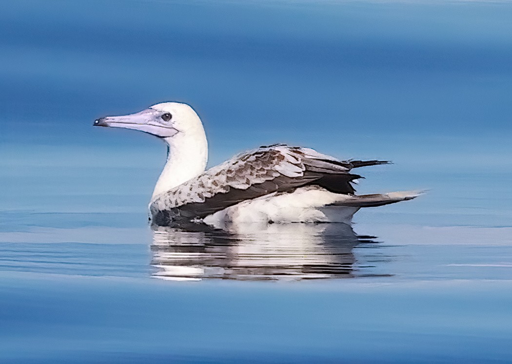 Red-footed Booby - ML609724480