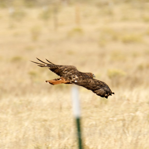 Red-tailed Hawk - joy keown