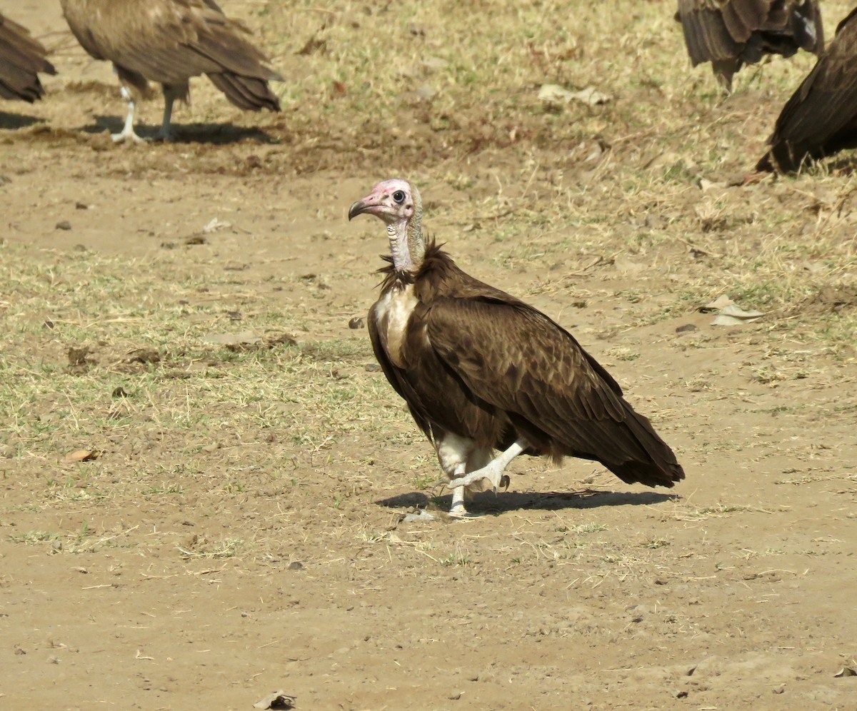 Hooded Vulture - ML609724956