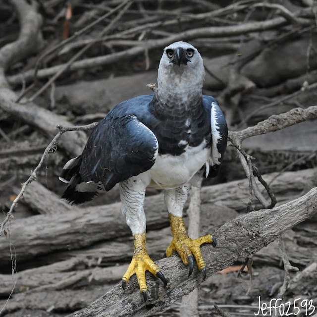 Jewel of the : the mythical Harpy Eagle (Harpia Harpyja) - Crees Manu
