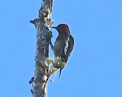Red-breasted Sapsucker (ruber) - ML609725184