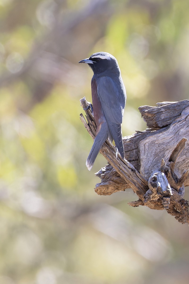 White-browed Woodswallow - ML609726099