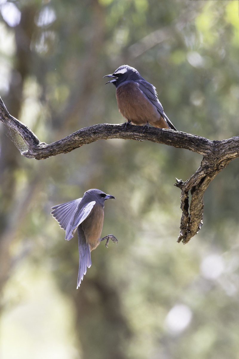 White-browed Woodswallow - ML609726100