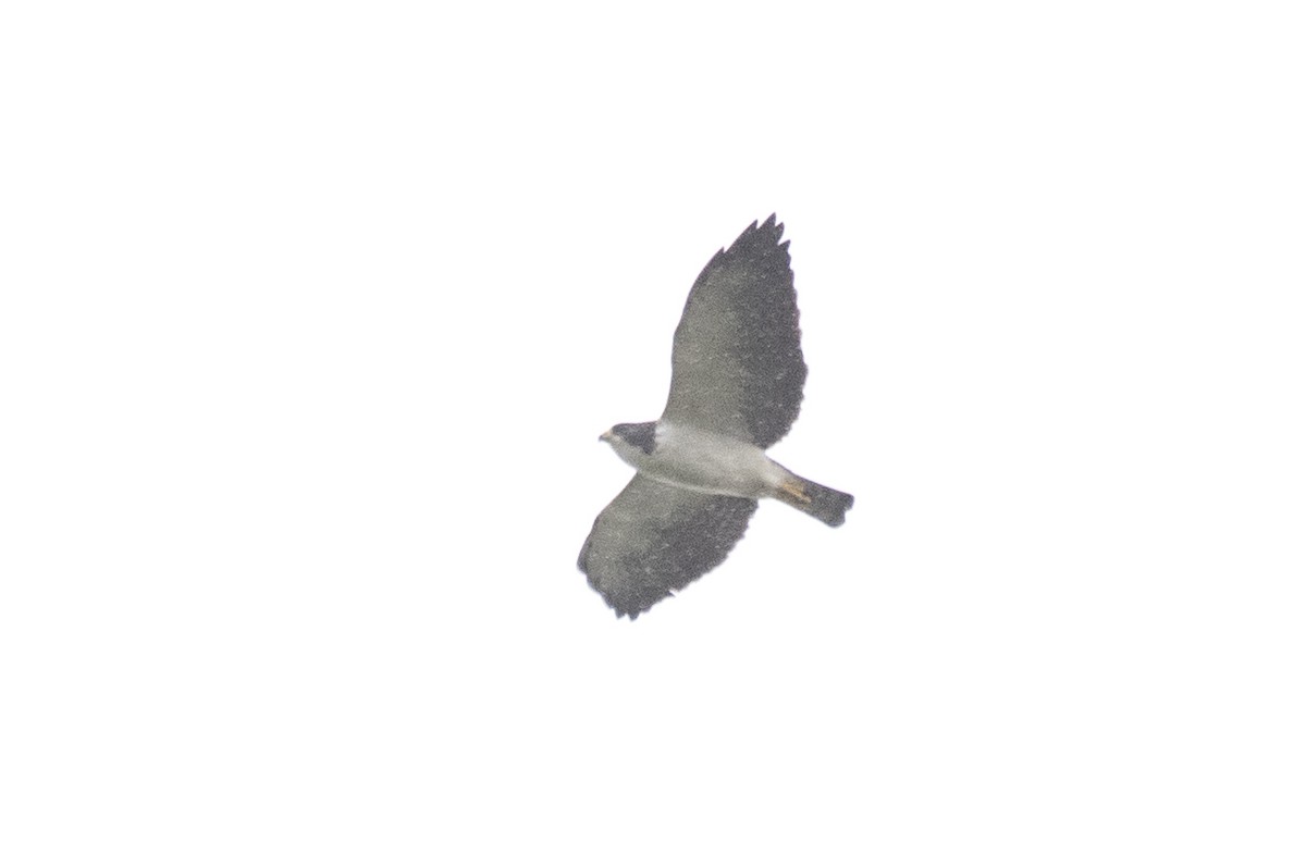 Short-tailed Hawk - ML609726133