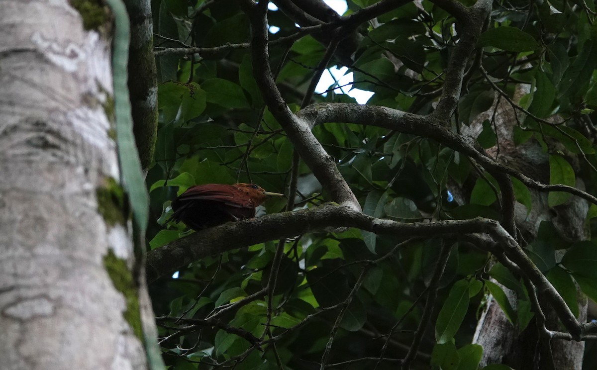 Chestnut-colored Woodpecker - ML609726422
