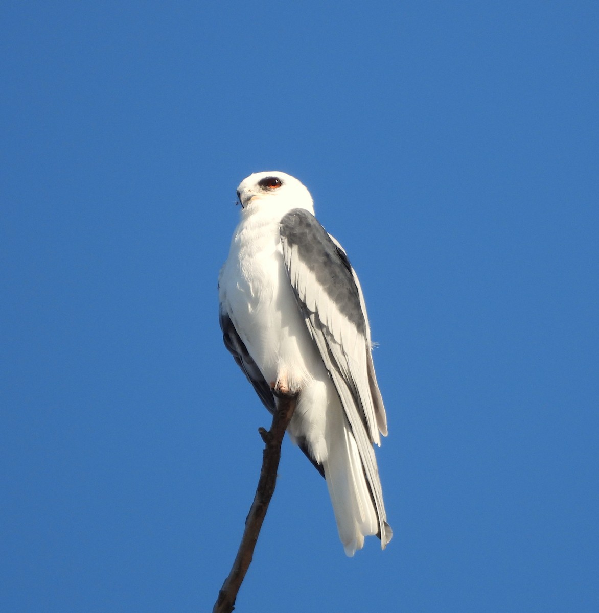 White-tailed Kite - ML609726627