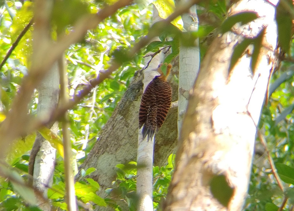 Ringed Woodpecker (Atlantic Black-breasted) - ML609726997