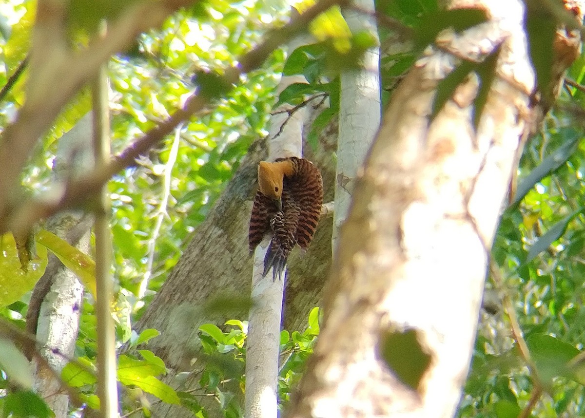 Ringed Woodpecker (Atlantic Black-breasted) - ML609726998
