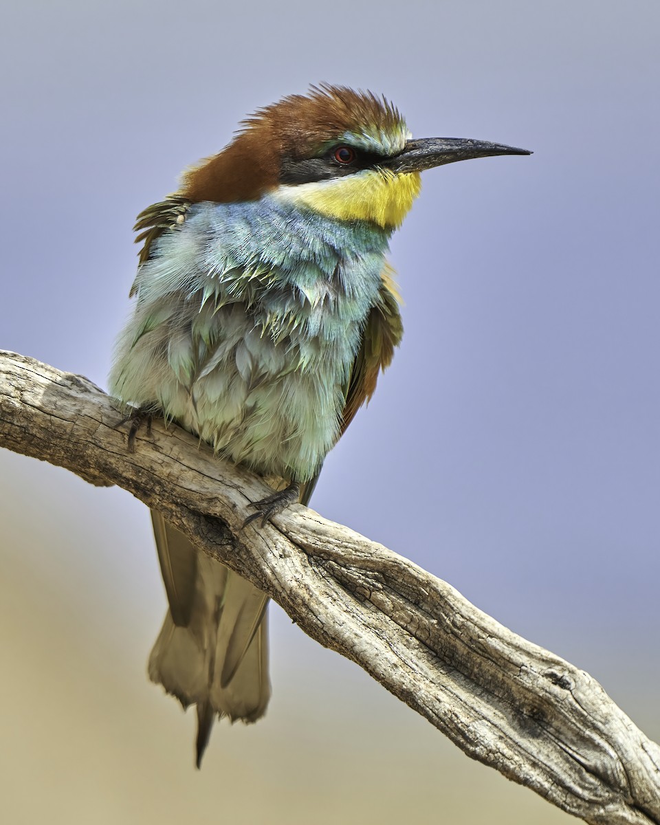 European Bee-eater - ML609728061