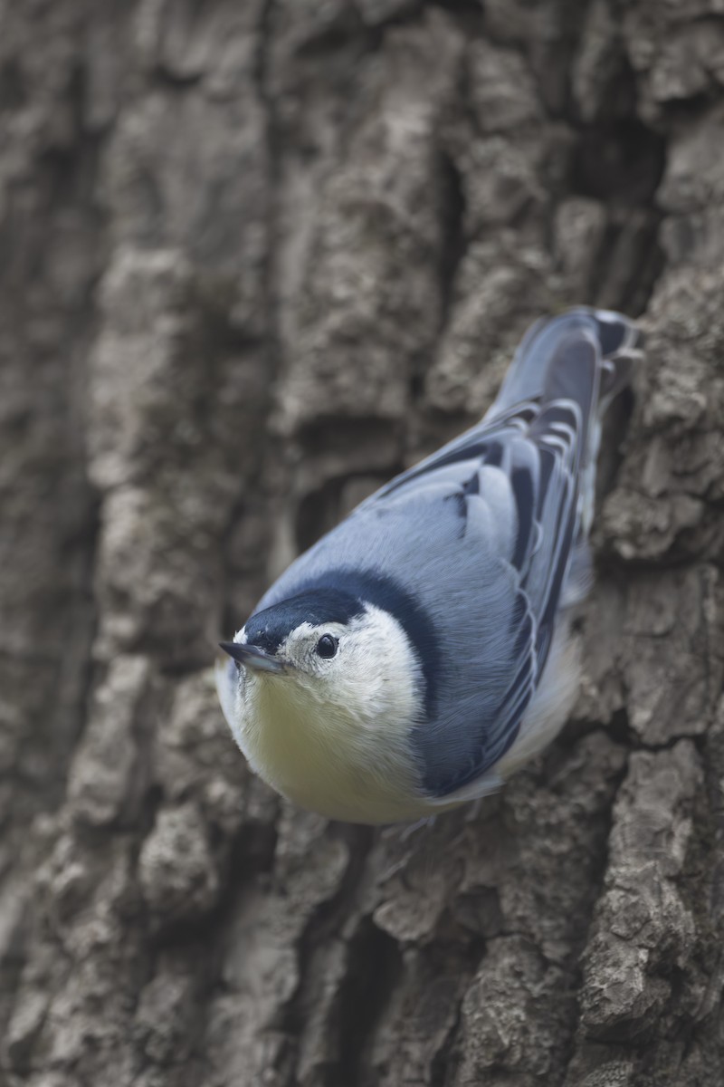 White-breasted Nuthatch - ML609728337
