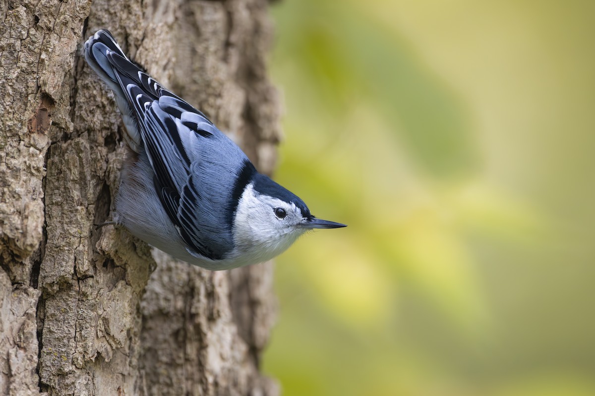White-breasted Nuthatch - Lefei Han