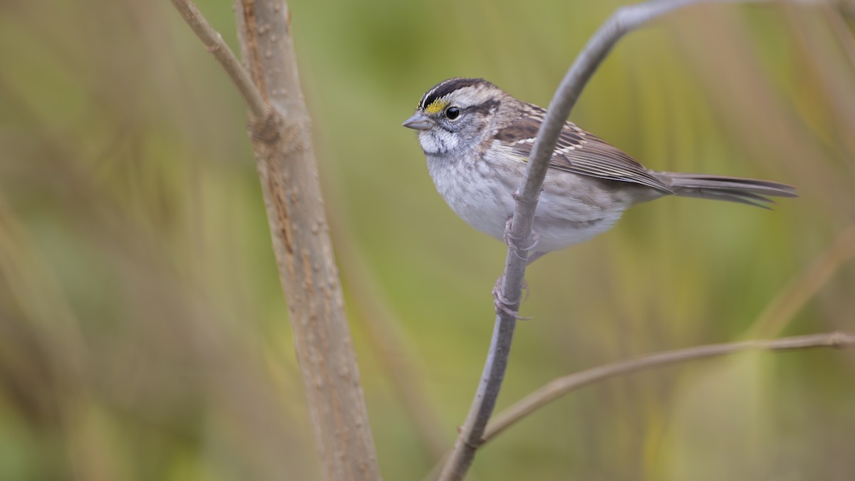 White-throated Sparrow - Lefei Han