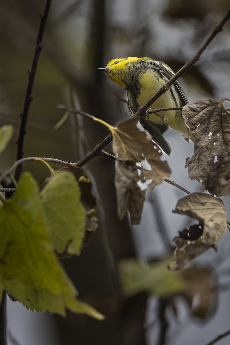 Black-throated Green Warbler - Lefei Han