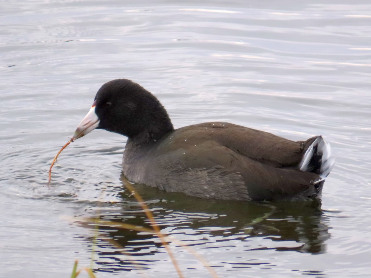 American Coot - Gerald Frost