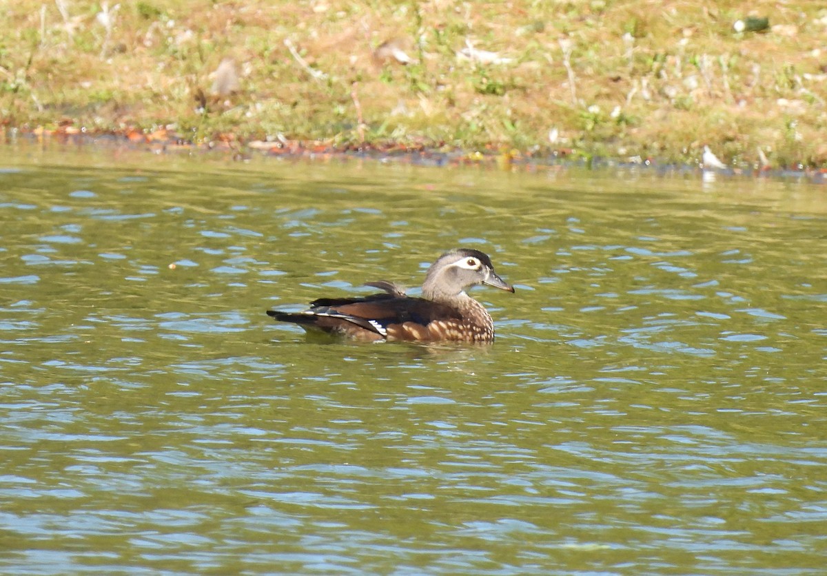 Mass Audubon eBird Checklist 8 Oct 2023 Forest Hills Cemetery 24 species
