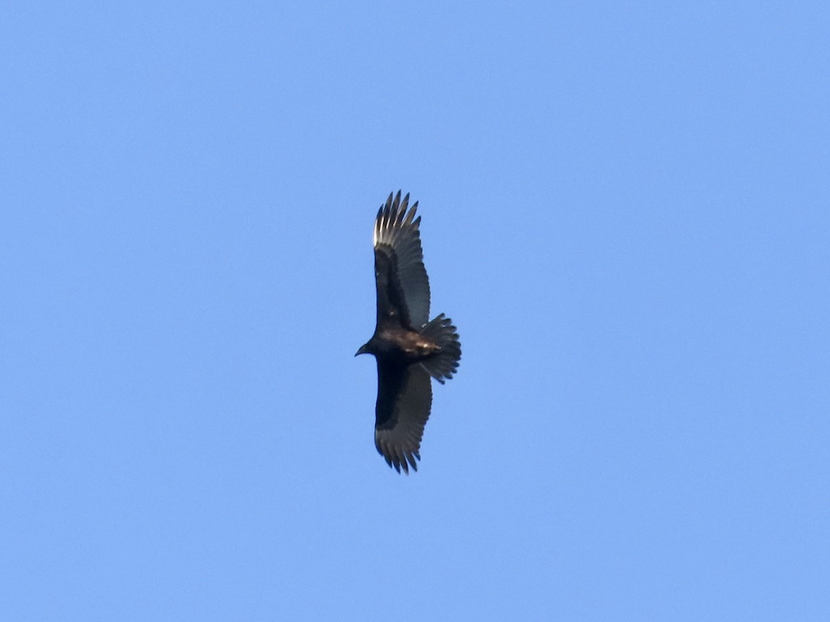 Turkey Vulture - ML609729417