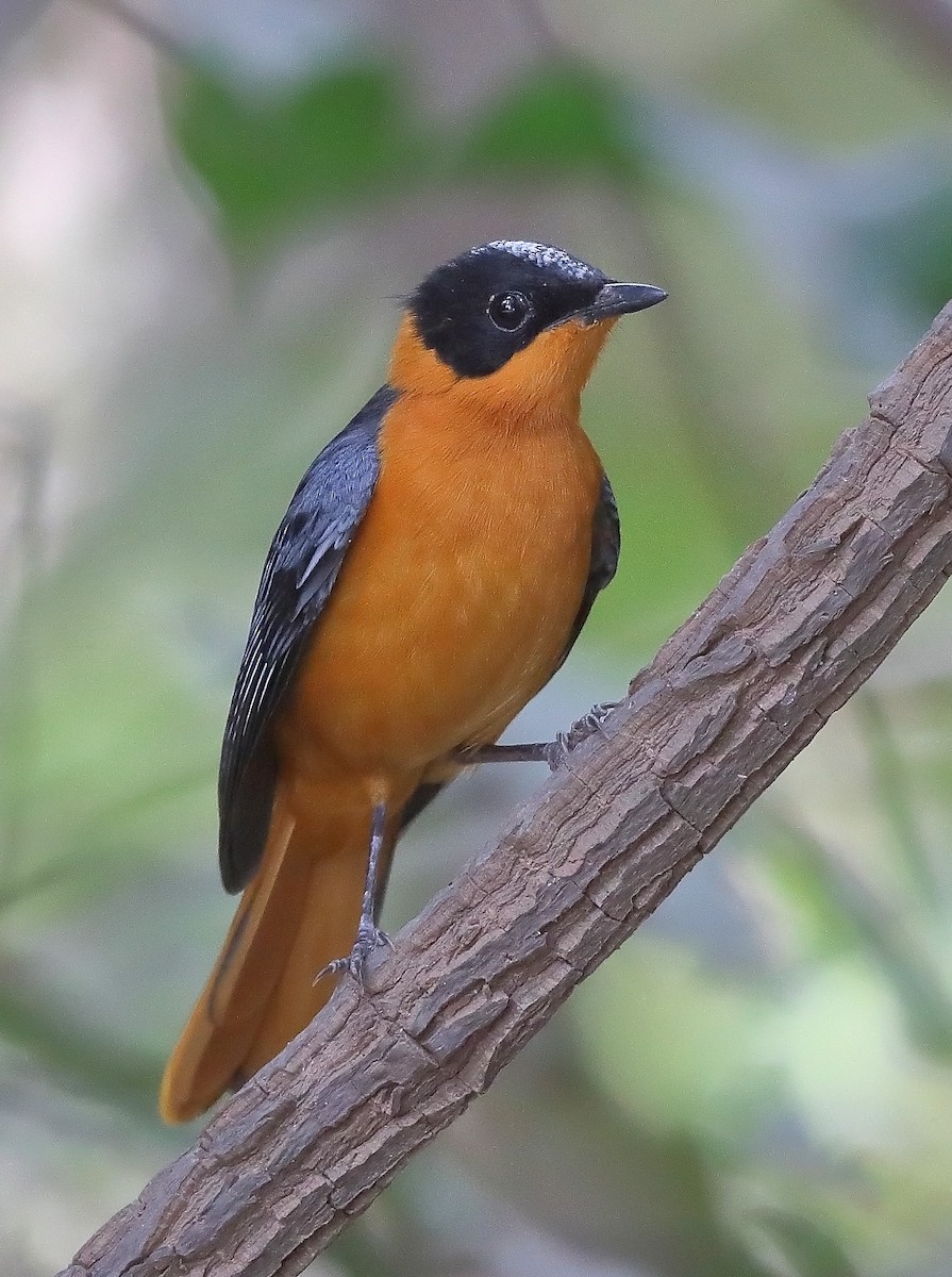 Snowy-crowned Robin-Chat - ML609729972