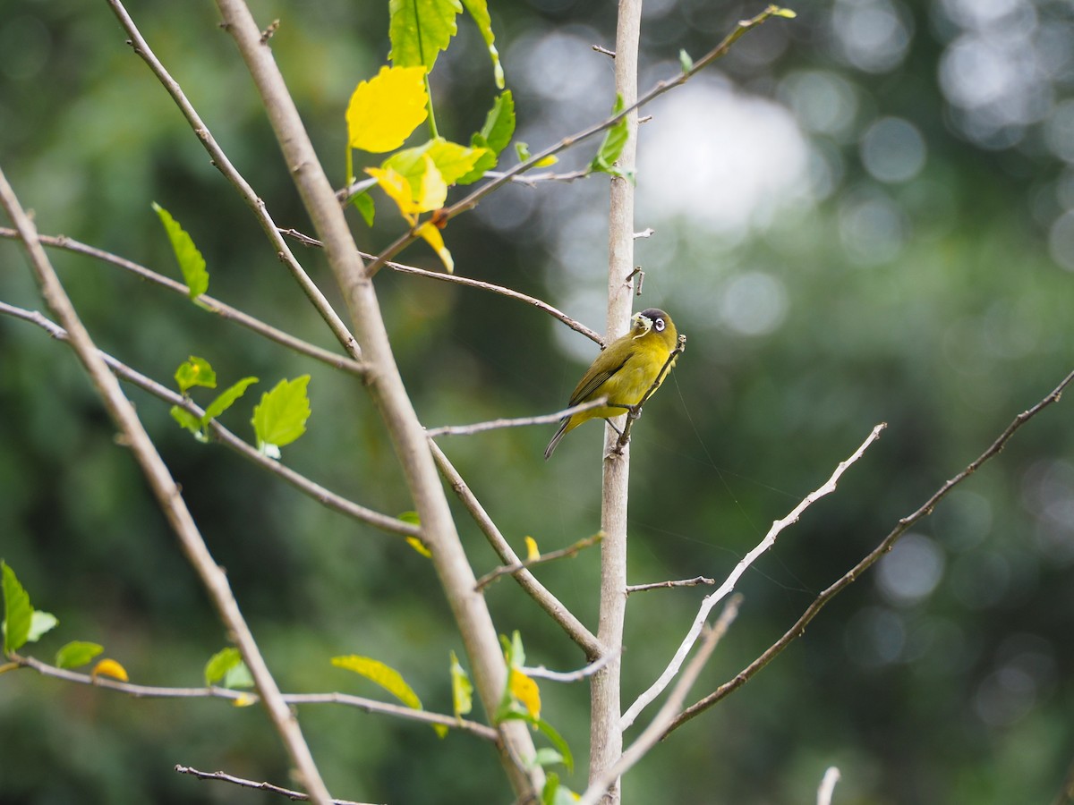 Capped White-eye - Anonymous